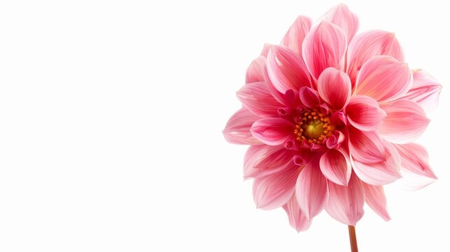 A single colored dahlia flower is separated from its background and placed on a white background.