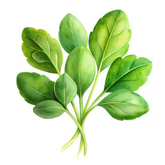 tasty hazelnuts with leaves isolated on white