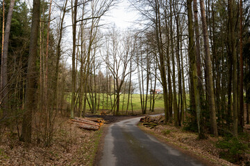 Naklejka premium Road in the spring forest. Central Europe.