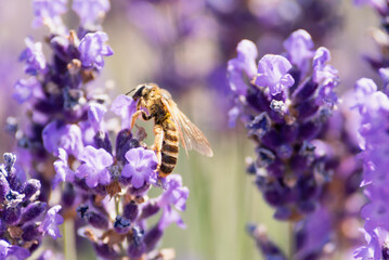 Honey bee pollinating lavender flowers. Plant decay with insects. Blurred summer background of lavender flowers with bees. Beautiful wallpaper. soft focus. Lavender Field Bee flying over flower - 766868856