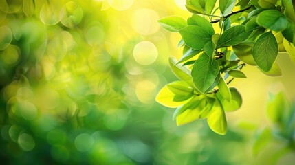Fototapeta na wymiar Vibrant green leaves with sunlight bokeh effect