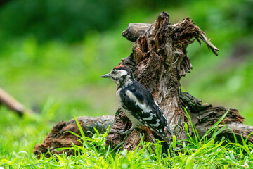 A woodpecker searches for insects on a tree trunk. Red feathers, green natural background in the forest. Happy animal, one animal.