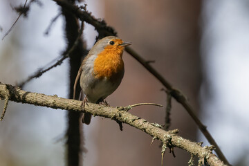 Fototapeta premium European robin