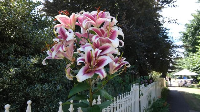 Blooming Oriental Lilies in a front yard Garden by a suburban footpath.