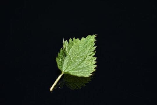 Green nettle leaf on a black background.