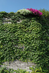 Fototapeta na wymiar 蔦の壁　紅白の花