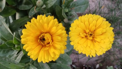 yellow flowers