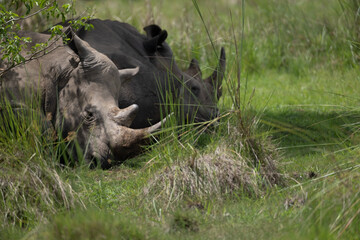 rhino in Uganda