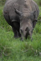 Obraz premium rhino in Uganda