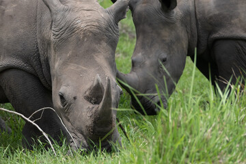 rhino in Uganda © ssviluppo