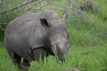 rhino in Uganda