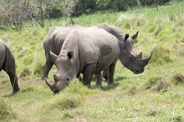 Obraz premium rhino in Uganda