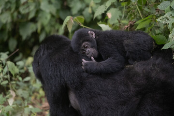 silverback Mountain Gorilla, Uganda