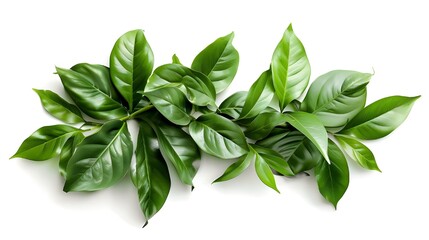 The natural background of green leaves of tropical plants in the room, forming a shrubby...