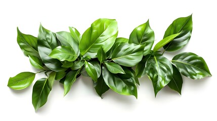 A shrubby floral arrangement of green leaves of tropical plants, creating the impression of a real...