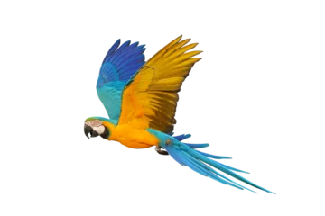 Foto auf Acrylglas Colorful flying Blue and Gold Macaw parrot isolated on transparent background png file © Passakorn