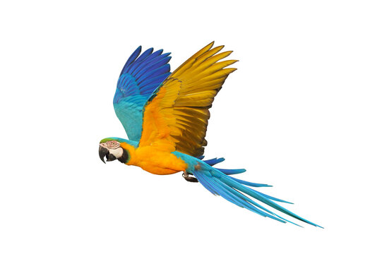 Colorful flying Blue and Gold Macaw parrot isolated on transparent background png file