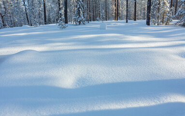 Winter in Finland; a low sun casts long shadows in a snow covered forest in Oulanka National Park.
