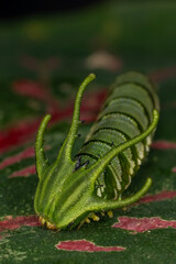Super macro photo of Spider, butterfly caterpillar and insects in nature.