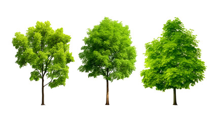 Fototapeta premium Environmental growth trees forested set isolated on transparent background.