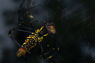 Super macro photo of Spider, butterfly caterpillar and insects in nature.