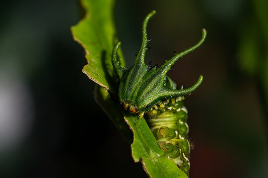 Super macro photo of Spider, butterfly caterpillar and insects in nature.