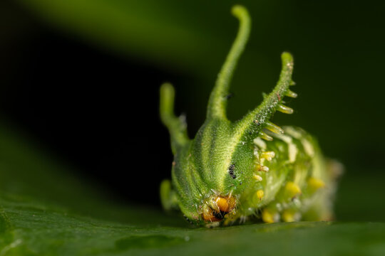 Super macro photo of Spider, butterfly caterpillar and insects in nature.