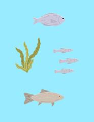 Set of sea or river fish and algae. Vector illustration dorado carp, a school of fish, blue background. - 766879663