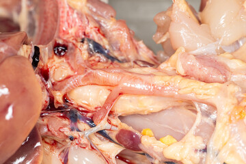 Anatomy and Physiology of the chicken in laboratory.