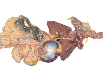 Anatomy and Physiology of the chicken in laboratory.