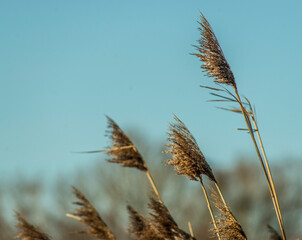 Carex hivernaux sur les étangs de la Dombes à Saint-Paul-de-Varax, Ain, France