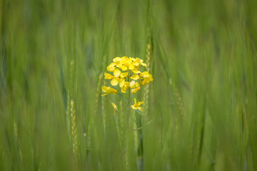 Eine einzelne gelbe Raps Pflanze mit gelben Blüten alleine in einem grünen Weizenfeld, Deutschland