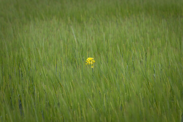 Eine einzelne gelbe Raps Pflanze mit gelben Blüten alleine in einem grünen Weizenfeld, Deutschland
