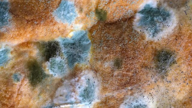 Mold on bread close-up macro. Mold on food. Fluffy mold spores as a background or texture. Mold fungus. Abstract background with copy space.