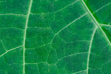 Zielone tło z blaszki liścia z w zbliżeniu makro, widoczne unerwienie - obrazy, fototapety, plakaty