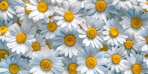 Vibrant Daisy Field Close-up