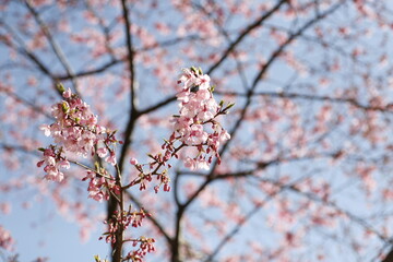桜（陽光桜）