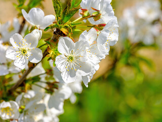 Close-up of white cherry blossoms with detailed stamens and fresh greenery background