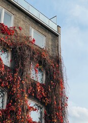 Beautiful wall decoration with red grape leaves.