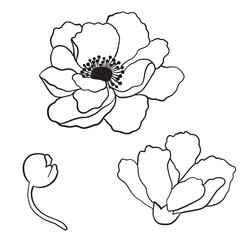 hand drawn flower