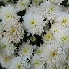 Close-up beautiful asters in white color
