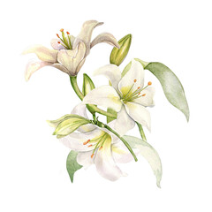 White lily and buds watercolor composition isolated on white. White flower botanical Illustration hand drawn. Lily bunch and leaves. Design for wedding invitation in church, christen, Easter card
