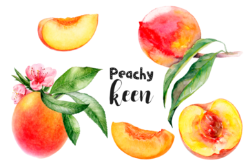 Watercolor illustration of peach fruits set close up. Design template for packaging, menu, postcards. PNG