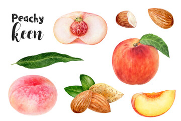 Watercolor illustration of peach fruits and almond set close up. Design template for packaging, menu, postcards. PNG