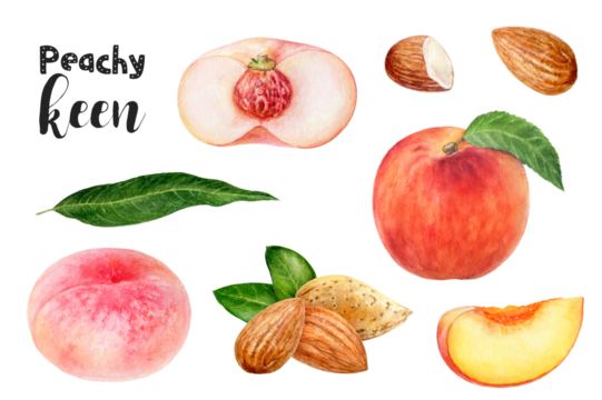 Watercolor illustration of peach fruits and almond set close up. Design template for packaging, menu, postcards. PNG