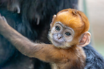 francois langur