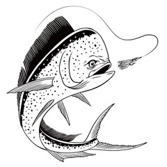 Hand Drawn Illustration of Dorado Fish Vintage