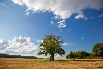 Fototapeta na wymiar old oak tree in open field summer landscape