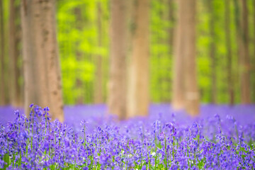 Bluebells among the trees in the forest. - 766890239