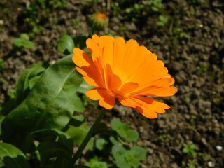 fiore di calendula